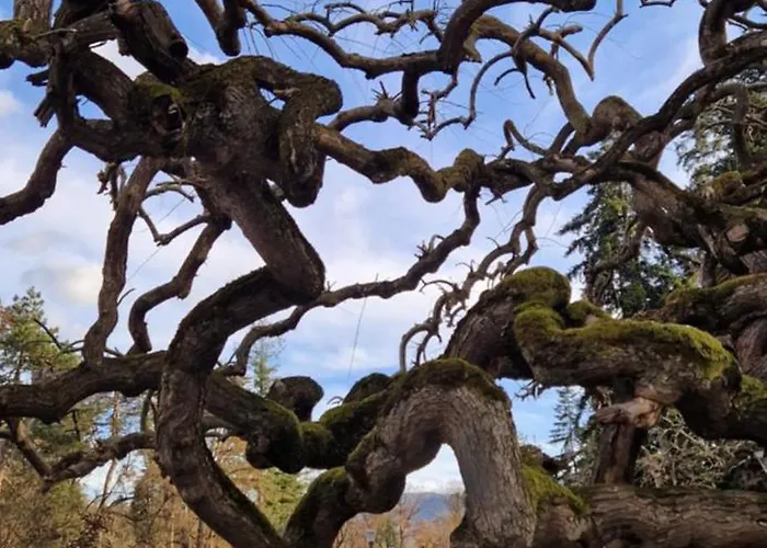 La Campanella 1 Lägenhet